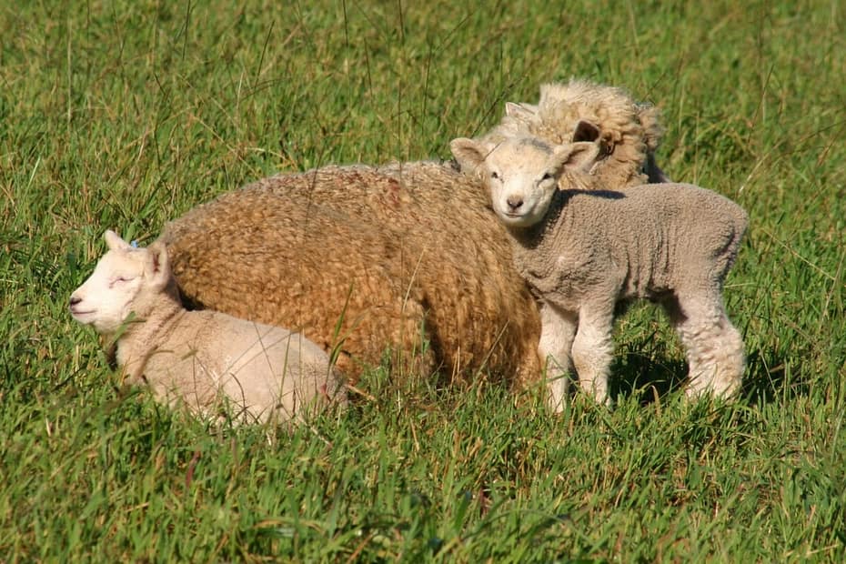 Criadores de ovinos querem inclusão do setor no Plano Safra