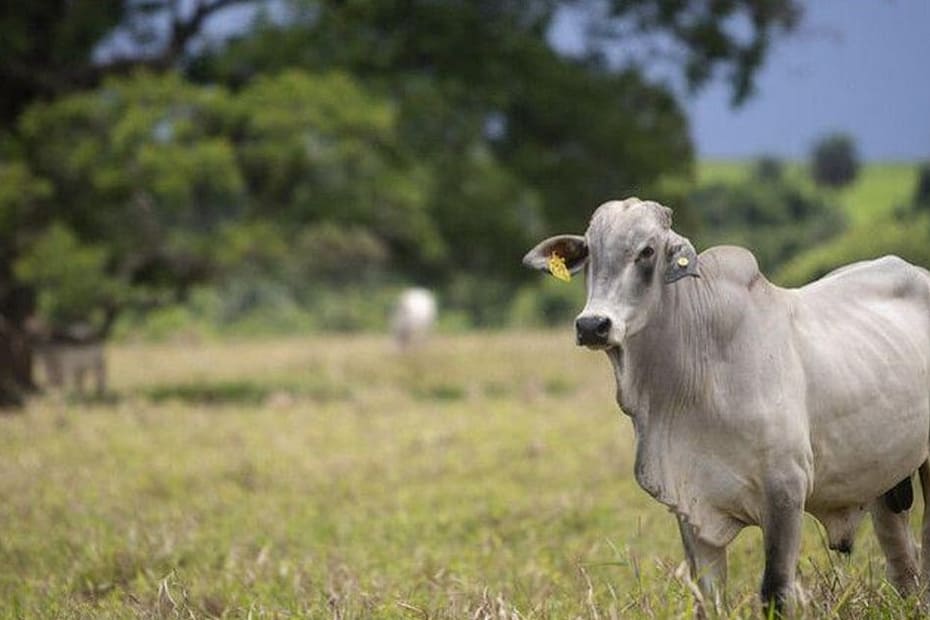 Preços do boi gordo sobem no Brasil, impulsionados pela demanda