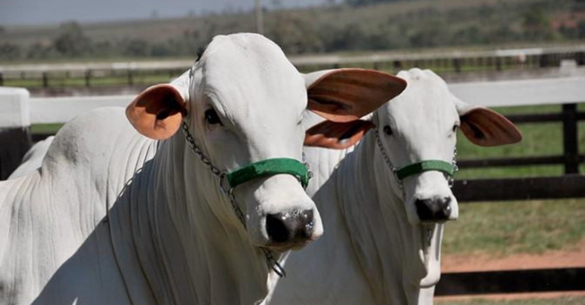 Preços da arroba do boi gordo reagem no Brasil: confira cotações