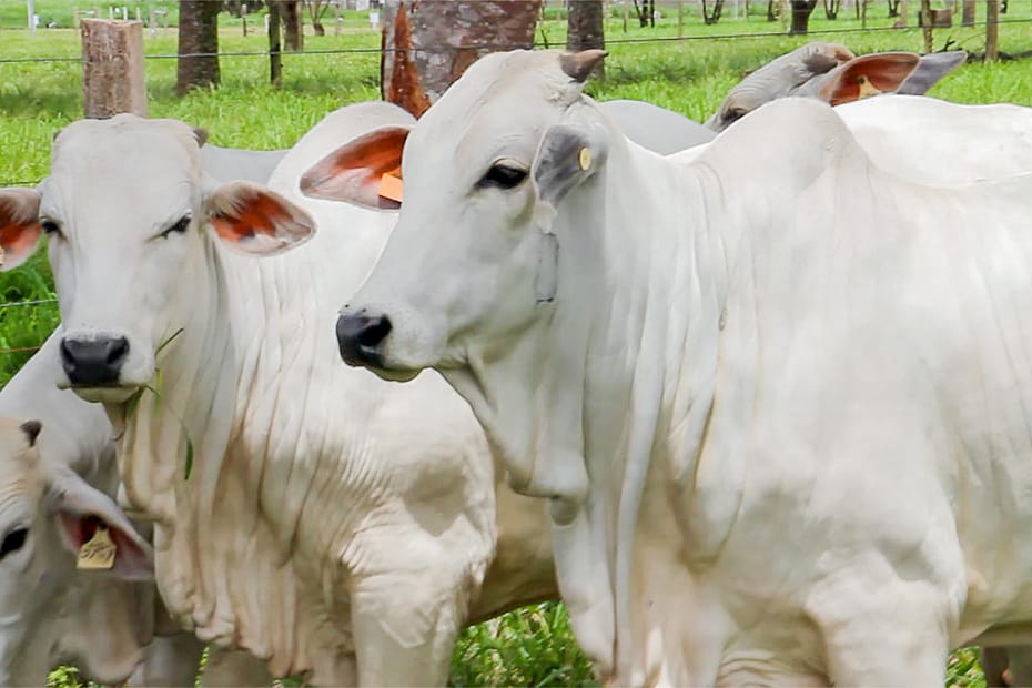 Preço da vaca gorda sobe 2,6% e da novilha 1% em Mato Grosso – Só Notícias