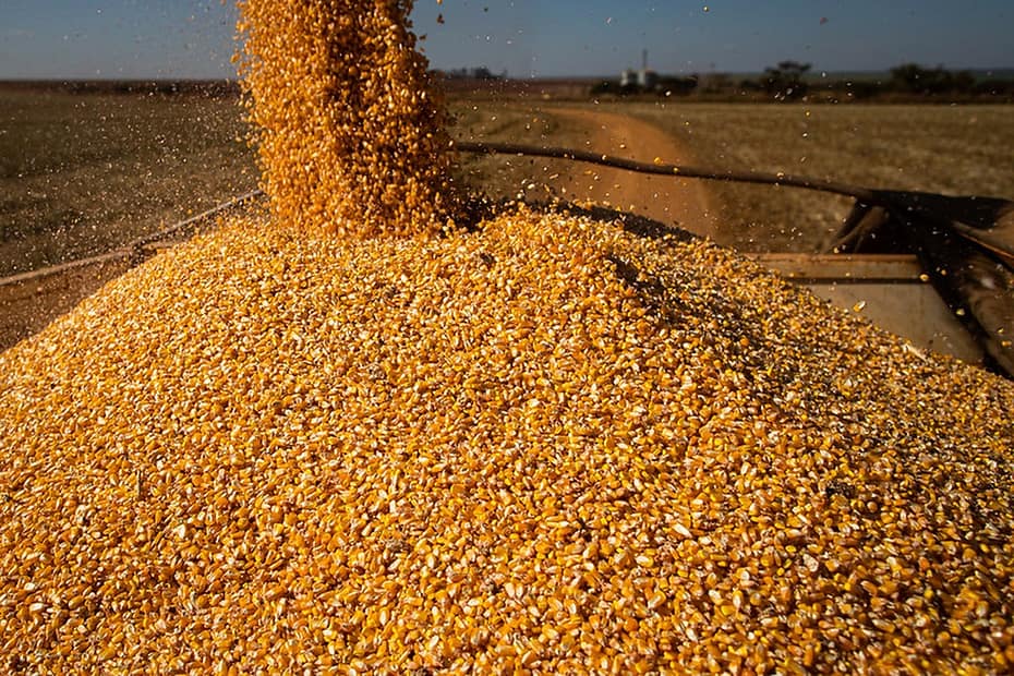 IGC reduz previsão de safra global de grãos 2023/24 | Agricultura
