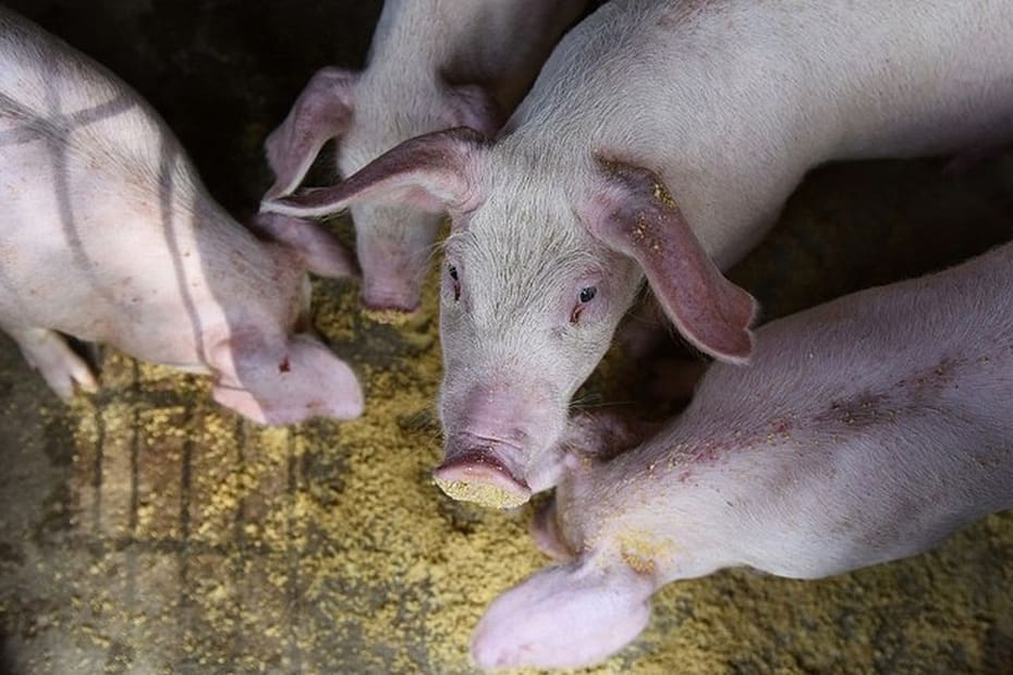 Produção de carne suína da China aumentou 4,8% no 3º trimestre
