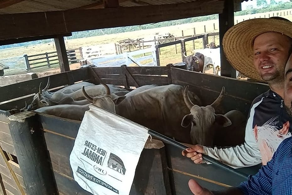 Sucesso na pecuária em Rondônia: confira as estratégias que transformaram uma fazenda