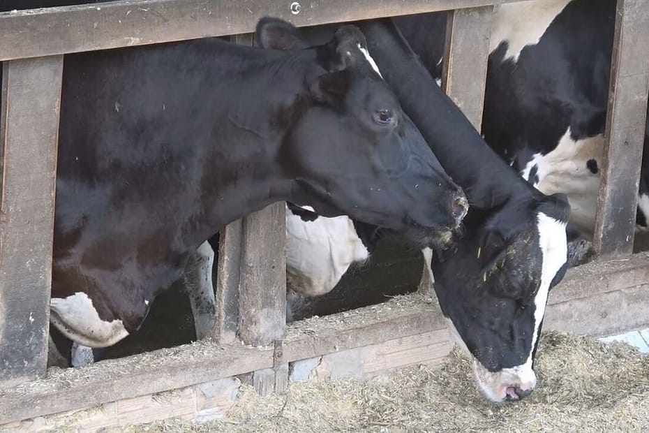 Trigo é alternativa para alimentar rebanhos de gado | Caminhos do Campo