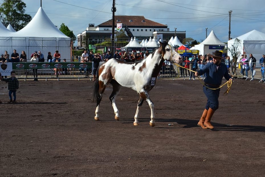 Acontece neste final de semana a 12ª Exposição Morfológica de Cavalo Crioulo – Jornal Boa Vista e Rádio Cultura 105.9 Fm