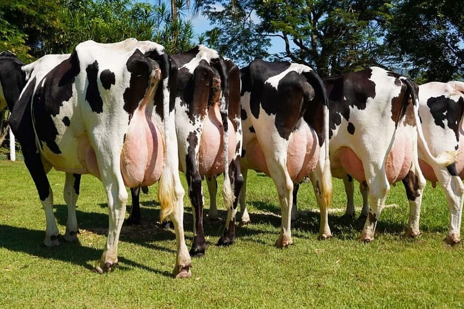 Como aumentar o lucro na pecuária leiteira? Veja 4 dicas principais