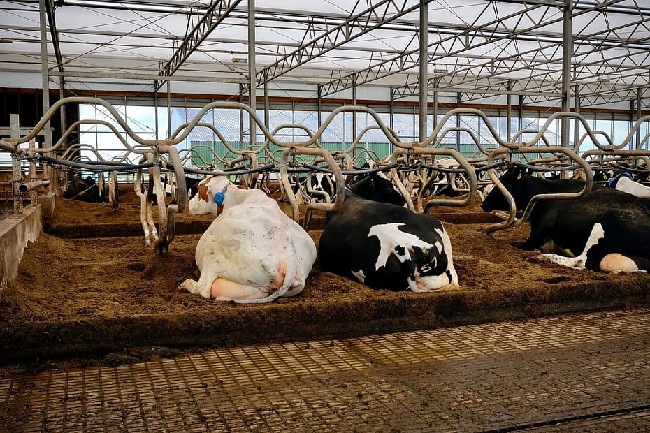7 dicas de como reduzir a ocorrência de doenças em vacas leiteiras