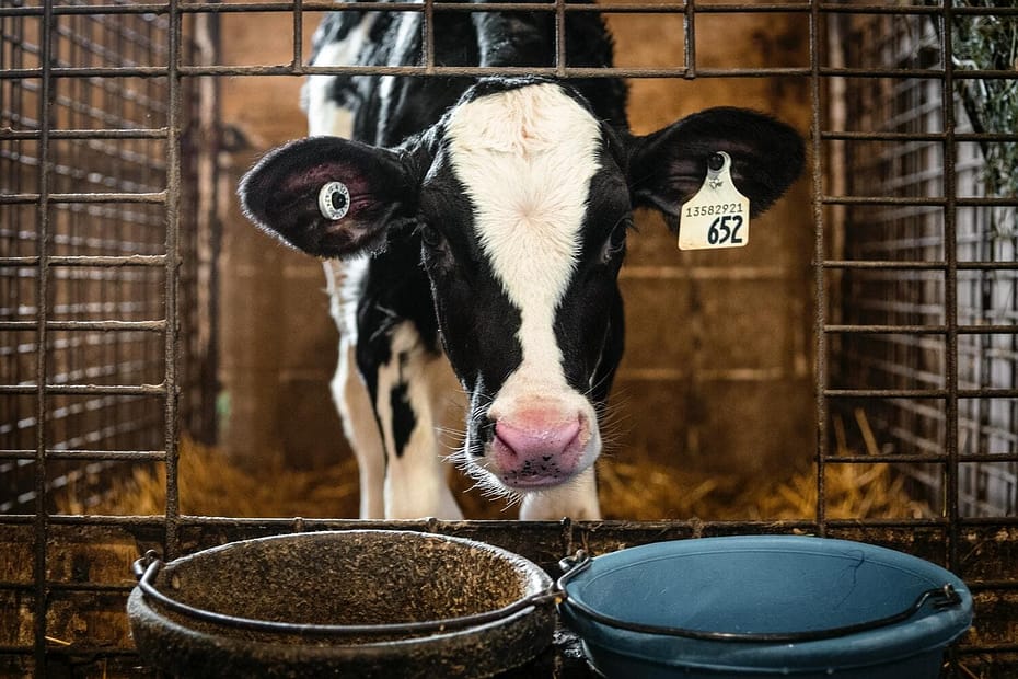 7 dicas para estimular o consumo de alimentos em vacas leiteiras