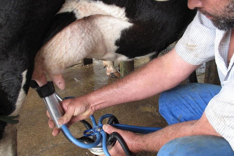 Saiba por que a nutrição é crucial para a fertilidade das vacas leiteiras