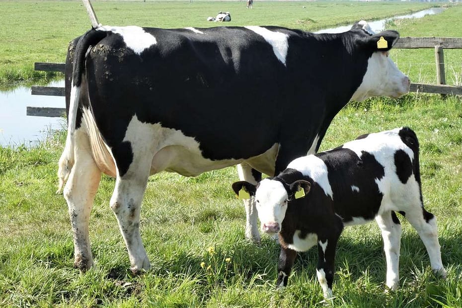 Como o TCI pode auxiliar na avaliação de vacas recém-paridas?