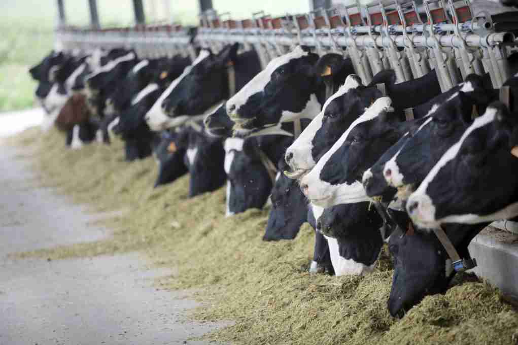 Acabou o volumoso das vacas antes do tempo previsto; e agora? — CompreRural