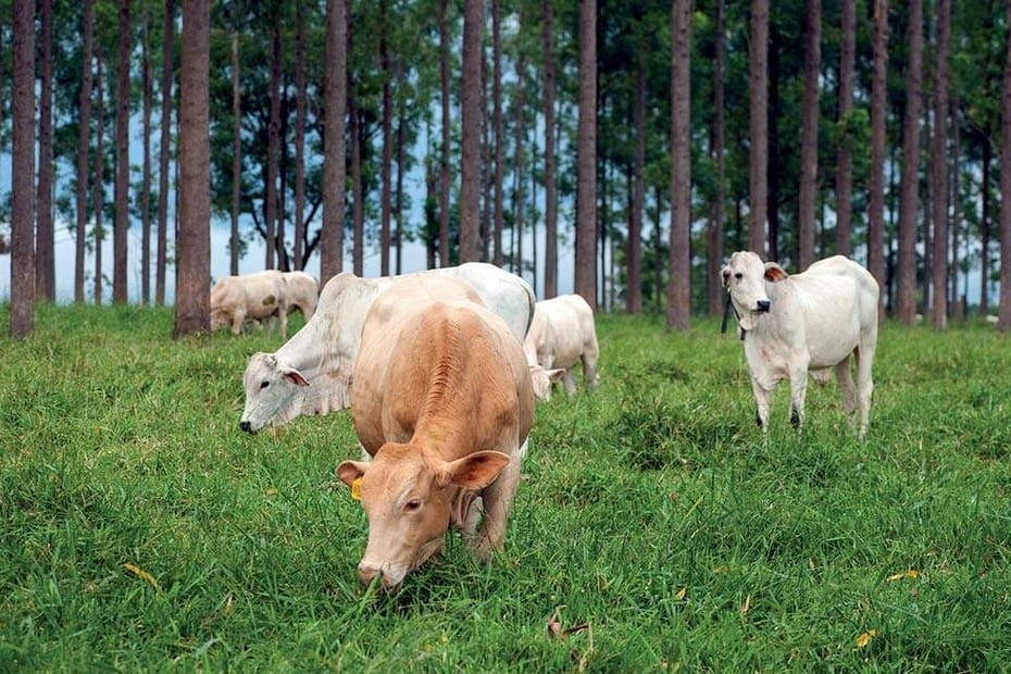 Investigação mostra que funcionários da FAO teriam sido censurados após alertarem sobre emissões de metano na pecuária | Clima