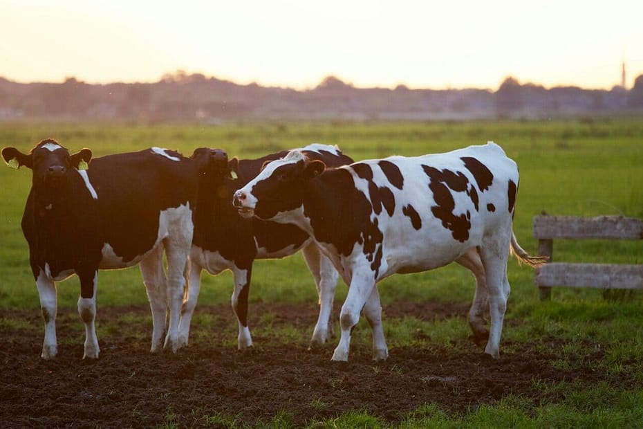 Eficiência reprodutiva de vacas leiteiras: saiba como melhorar