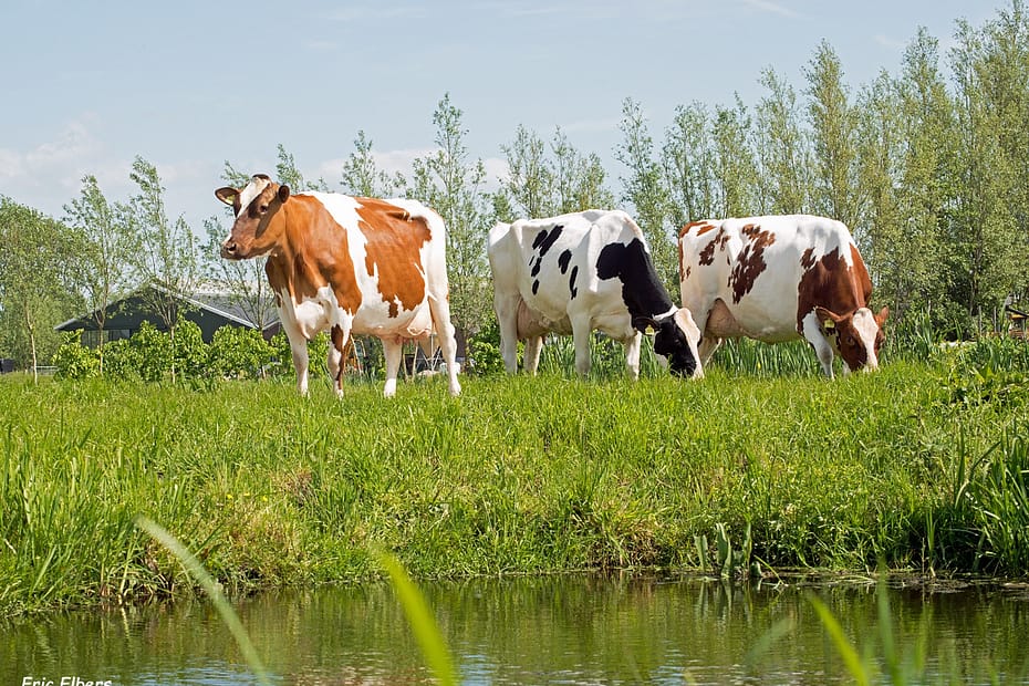 Gordura hidrogenada é uma excelente ferramenta para melhorar o desempenho das vacas leiteiras