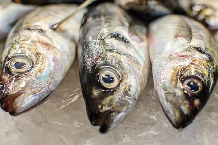 Brasil inicia conversas para retomar exportações de pescados ao Reino Unido | Peixe