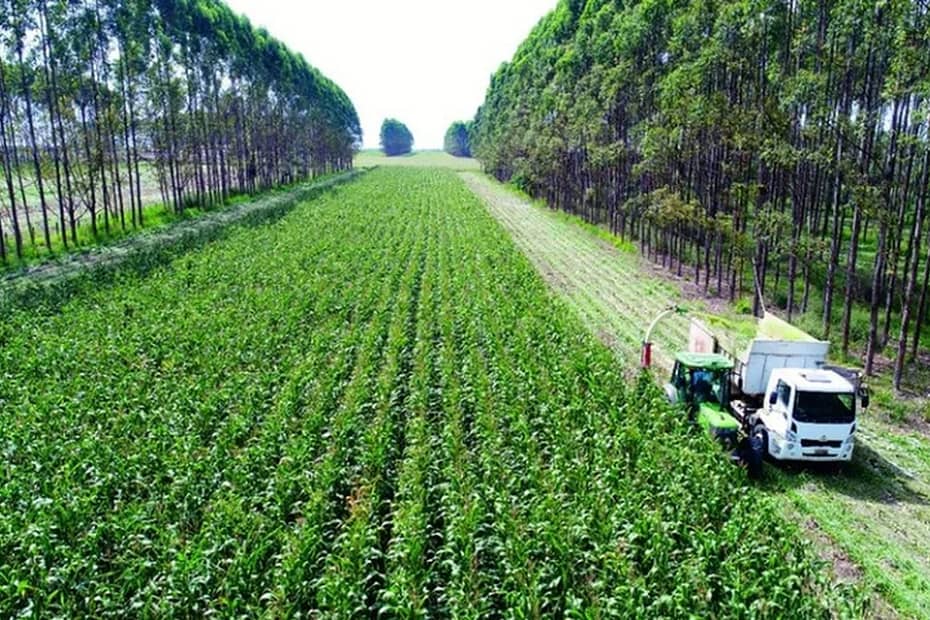 Calcular carbono é saída para provar sustentabilidade agropecuária no Brasil | Agro É Delas