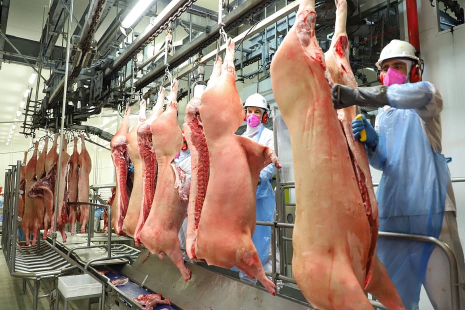 Carne vegetal e o futuro da pecuária brasileira