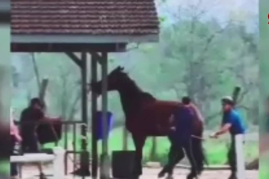 Cavalo é agredido com golpes de pá e madeira em clube de Joinville; VÍDEO | Santa Catarina