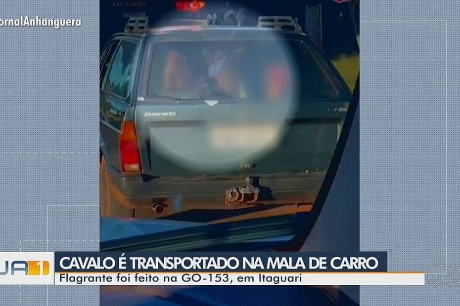 Cavalo é levado dentro do porta-malas de carro junto com criança em Goiás; vídeo | Trânsito GO