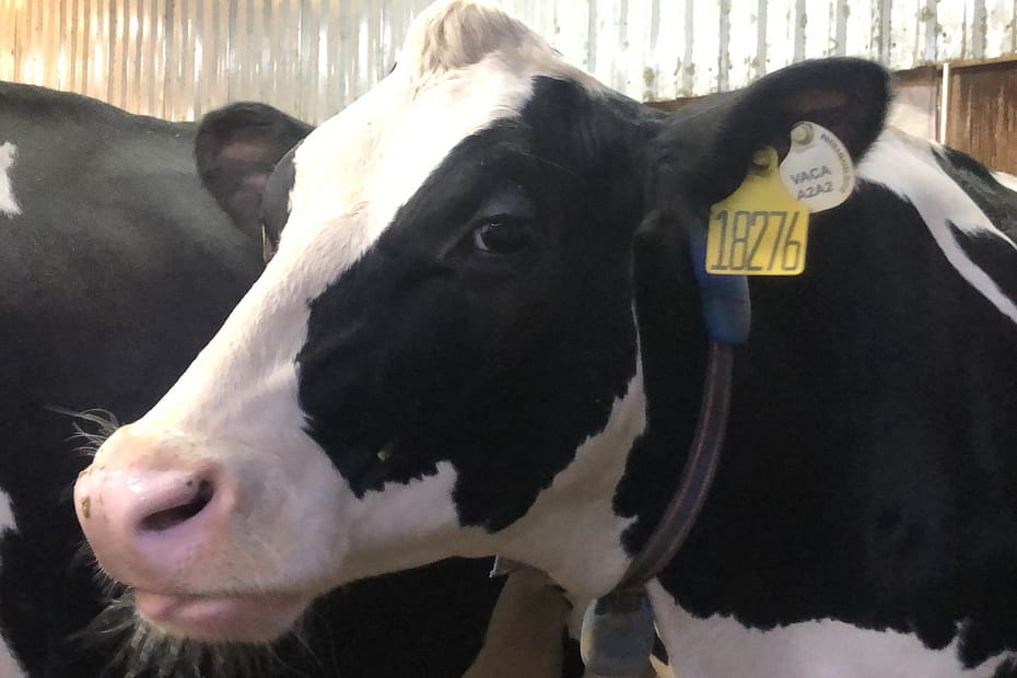 Colar inteligente 'traduz' emoções de vacas e aumenta a produção de leite | Leite