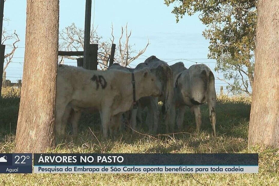 Pesquisa da Embrapa aponta os benefícios da criação de gado em pastos com árvores | São Carlos e Araraquara
