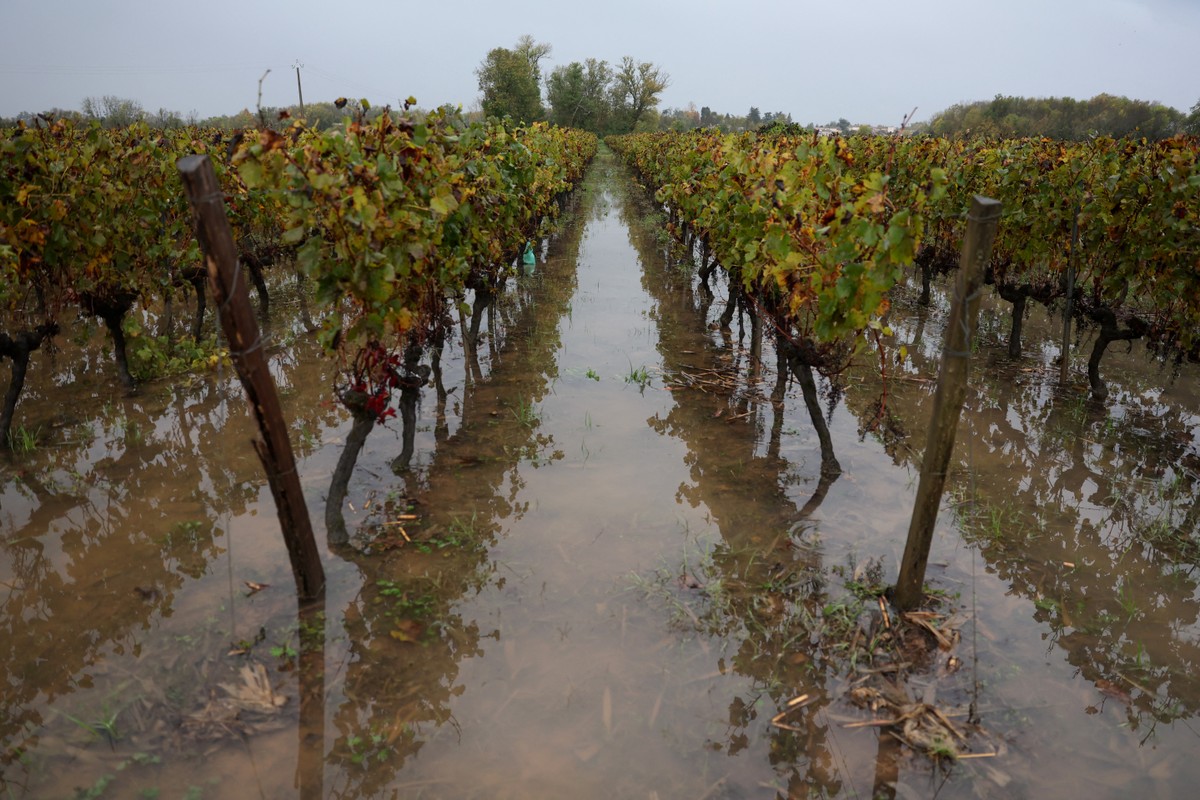 Geadas, secas e inundações fazem produção global de vinho cair ao menor patamar em 60 anos | Economia