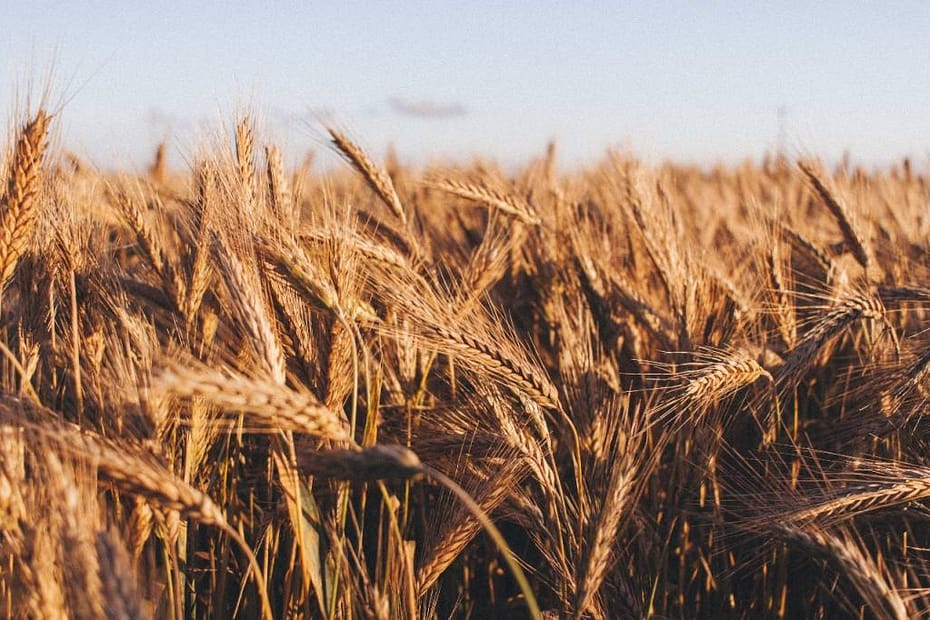 Seca na Argentina vai reduzir produção e exportação de trigo