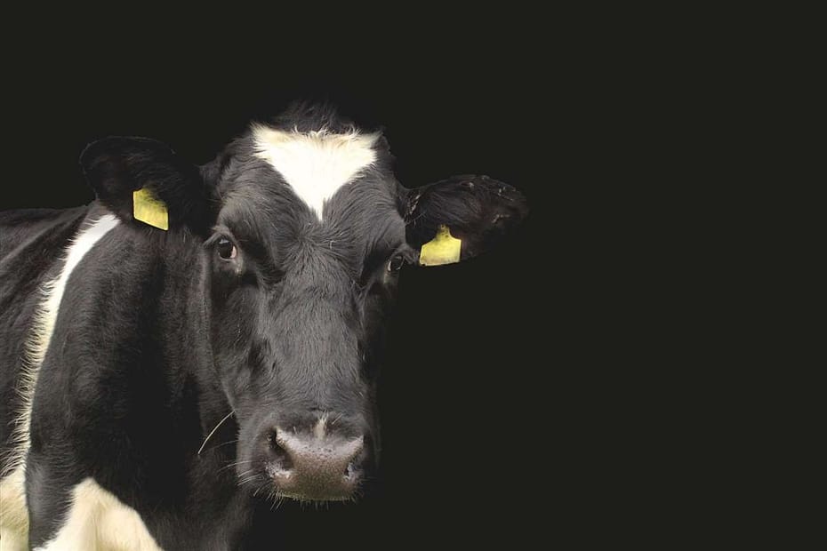 México: 180 mil vacas são abatidas por entraves do setor lácteo