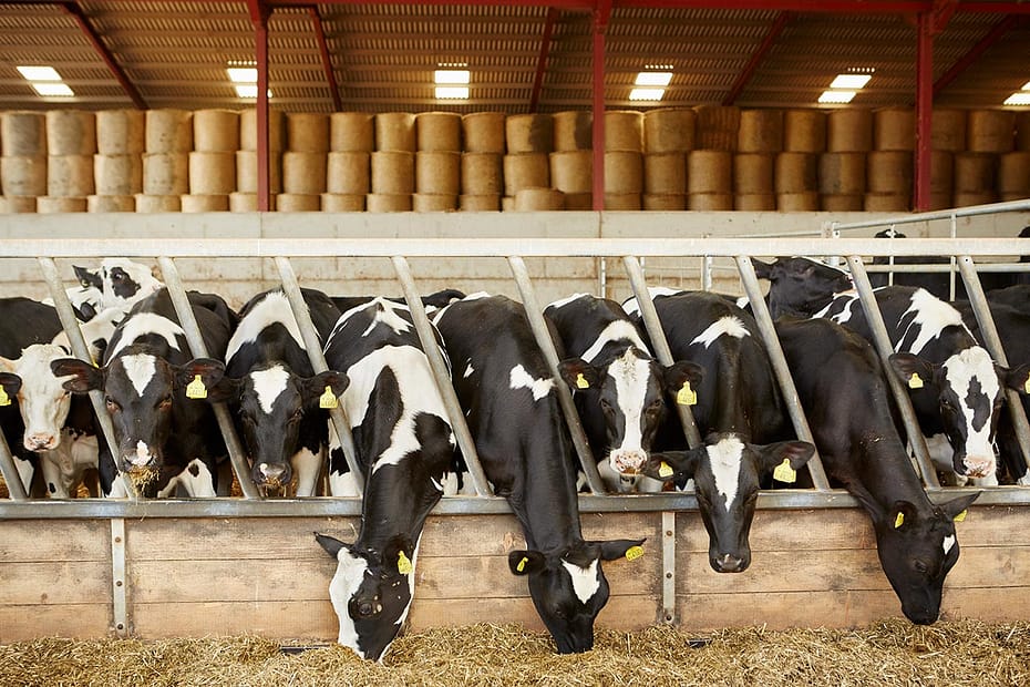 Doença Respiratória Bovina e seus desafios no confinamento do gado