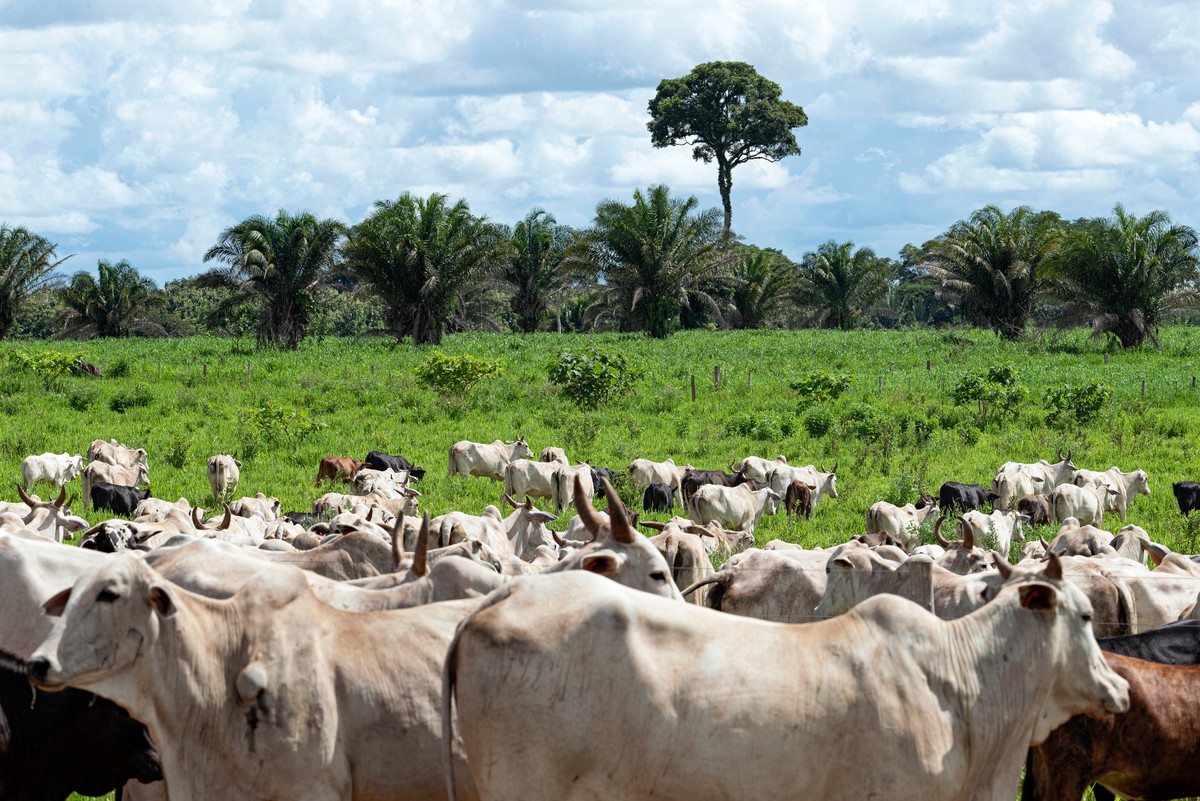 A carne nossa de cada dia: Radar Verde traz retrato da (in) sustentabilidade da pecuária na Amazônia | Biodiversidade