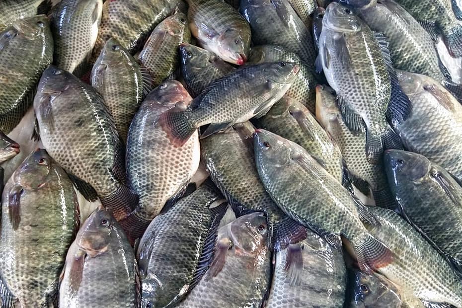 Desafios da cadeia produtiva do peixe entram em debate no Paraná