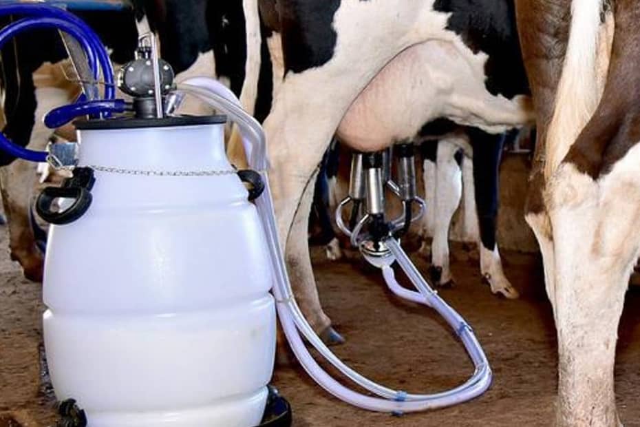 Vaca produzindo leite alucinógeno? Conheça o caso