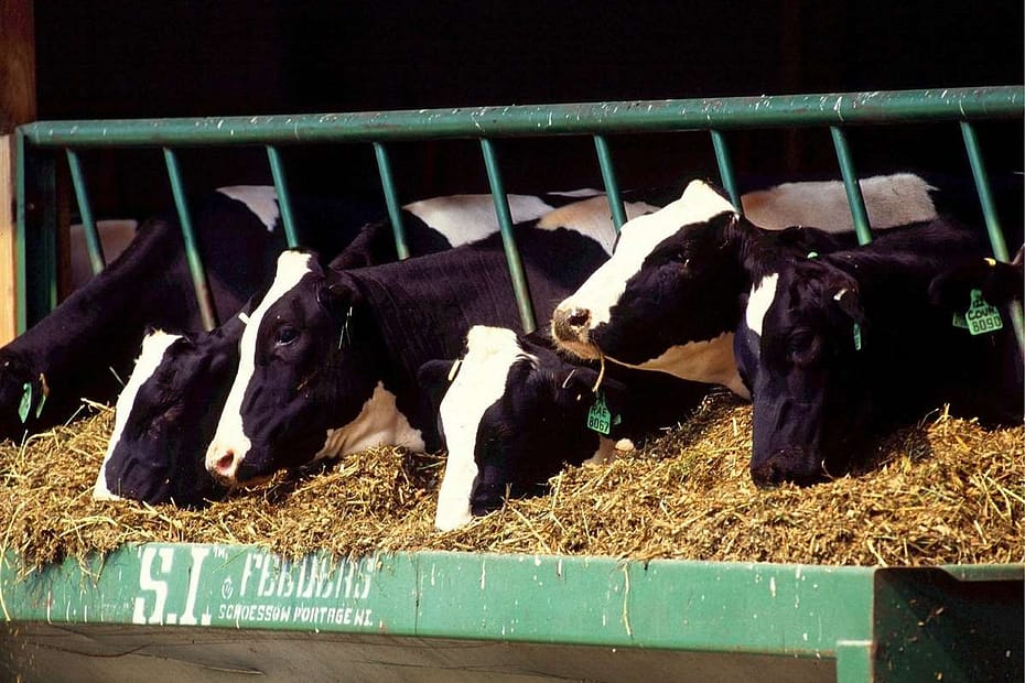 4 dicas do uso de capim Capiaçu na dieta de vacas leiteiras