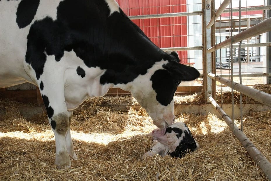 Doenças reprodutivas em bovinos leiteiros: conheça as principais