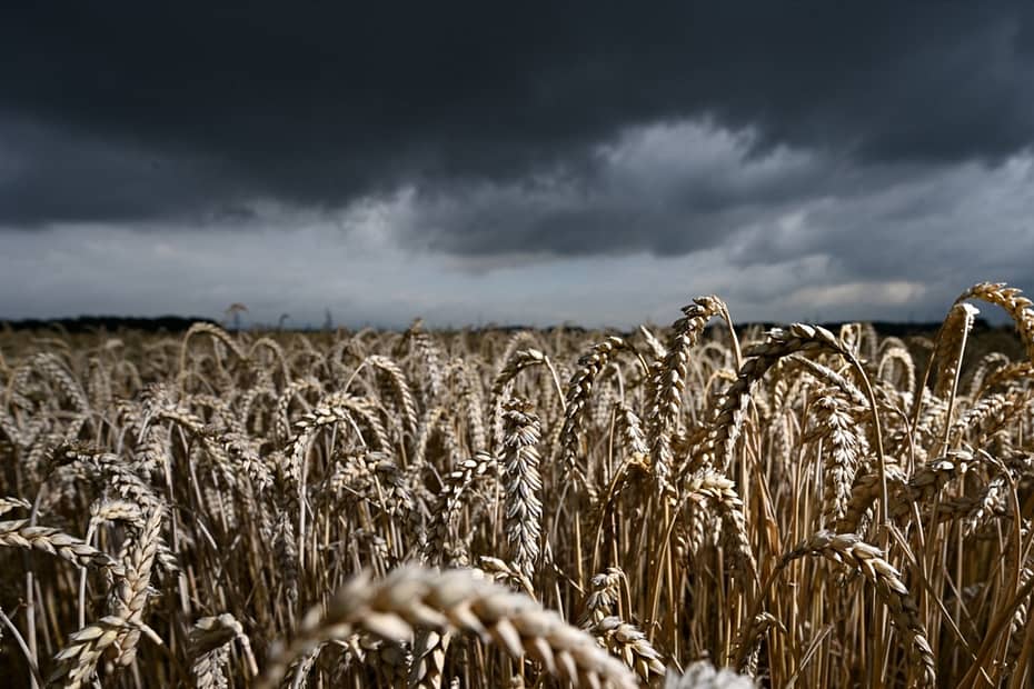 El Niño bangunça o clima mundial e afeta a produção de alimentos