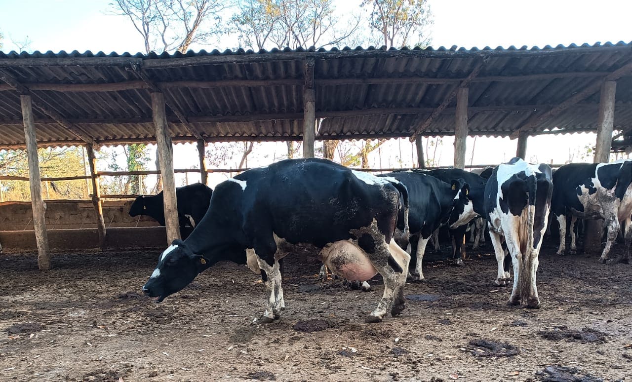 Escore de claudicação em vacas leiteiras: avaliação e manejo