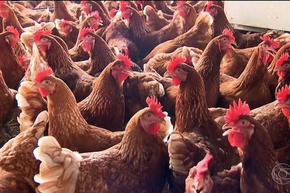 Divinópolis tem 5 vezes mais galinhas que habitantes | Centro-Oeste