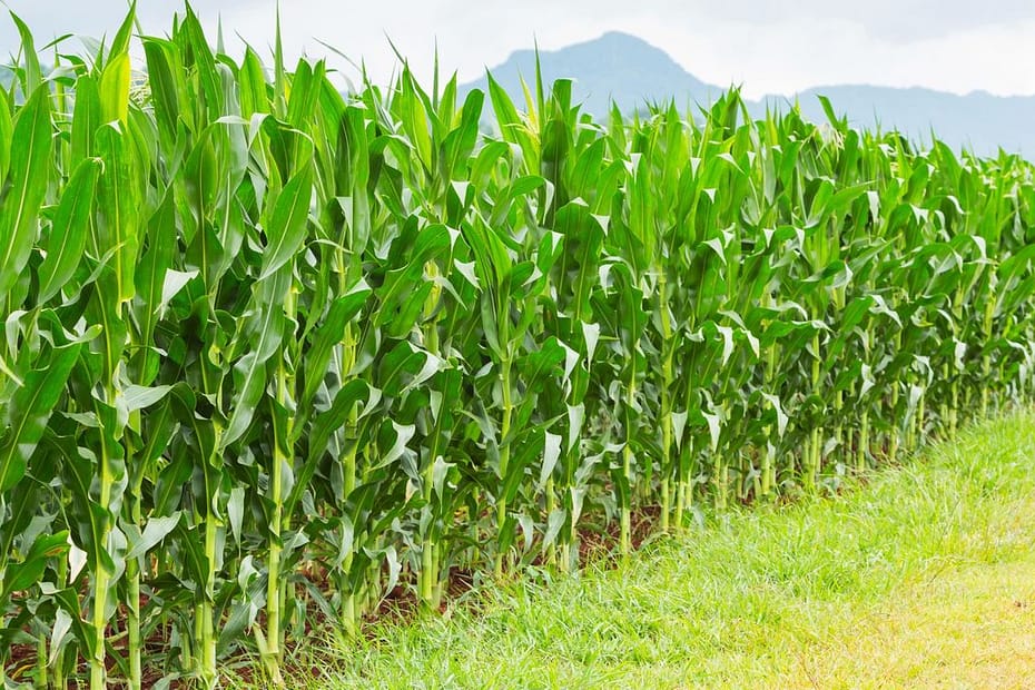 Fertilizante usado em plantação de milho diminui gases de efeito estufa