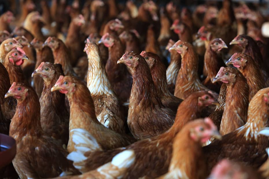Cientistas estudam modificação genética de galinhas para acabar com a gripe aviária | Aves