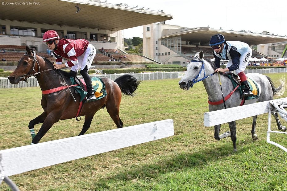 Grande Prêmio Nacional do Cavalo Árabe agita o Jockey Club de São Paulo neste sábado