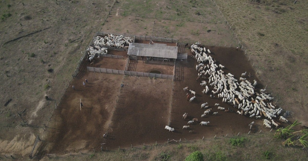 Ibama apreende 1.730 cabeças de gado em operação