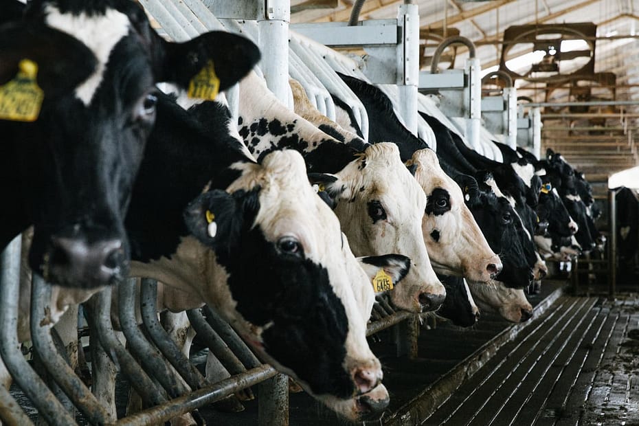 Biosseguridade na bovinocultura leiteira: saiba a importância
