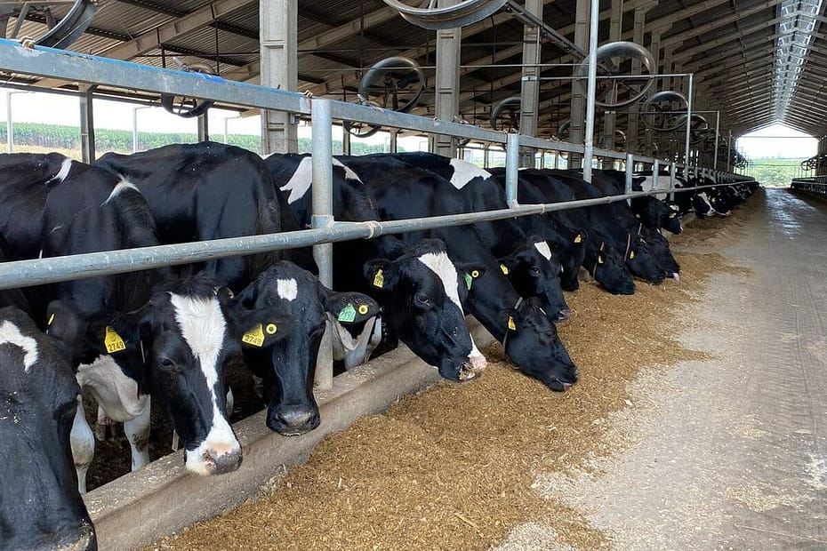 Nutrição na reprodução de bovinos leiteiros: saiba a importância
