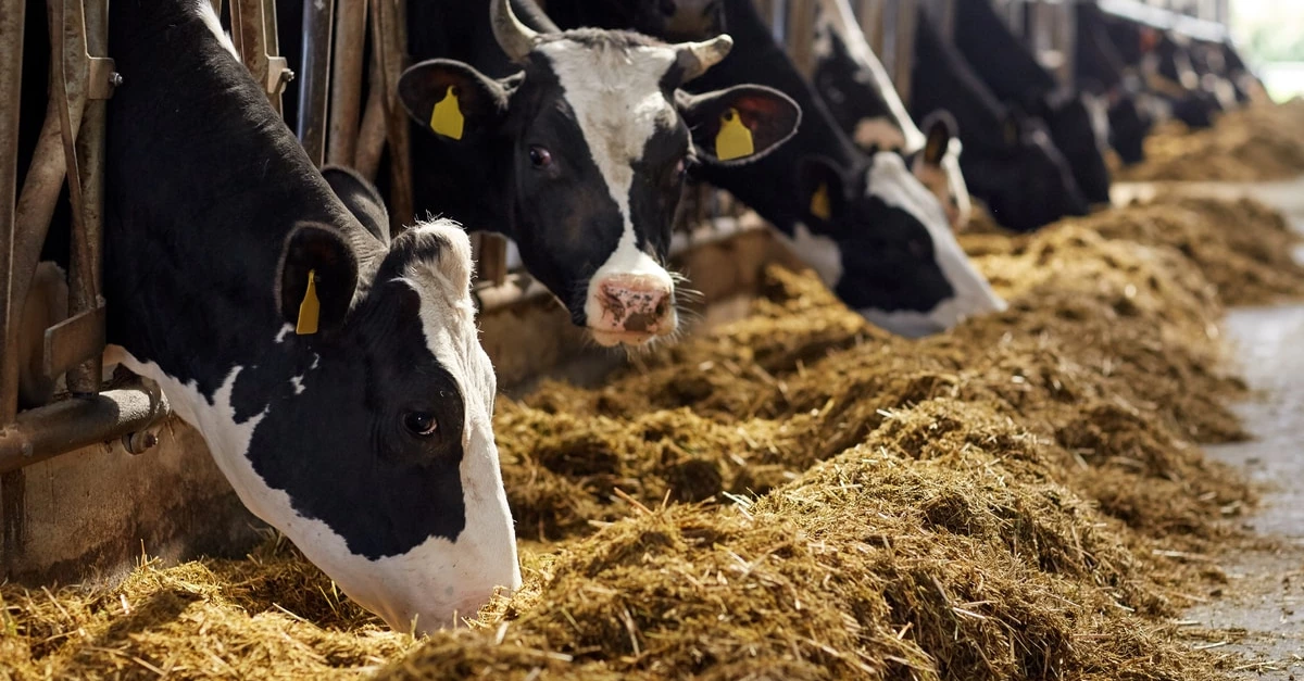 JBS cai em ranking ESG da indústria da carne; Marfrig mantém 4º posto