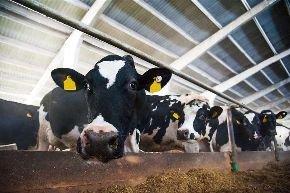 Prós e contras da lactação prolongada em gado leiteiro