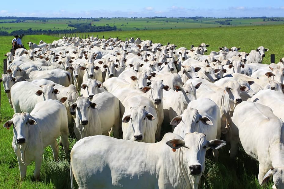 Gigante da carne coloca fazenda em leilão por R$ 200 milhões — CompreRural
