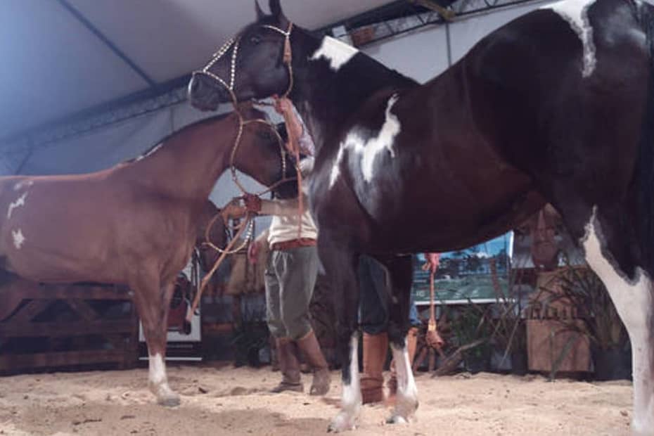 Leilões: cavalo crioulo terá demanda o ano inteiro