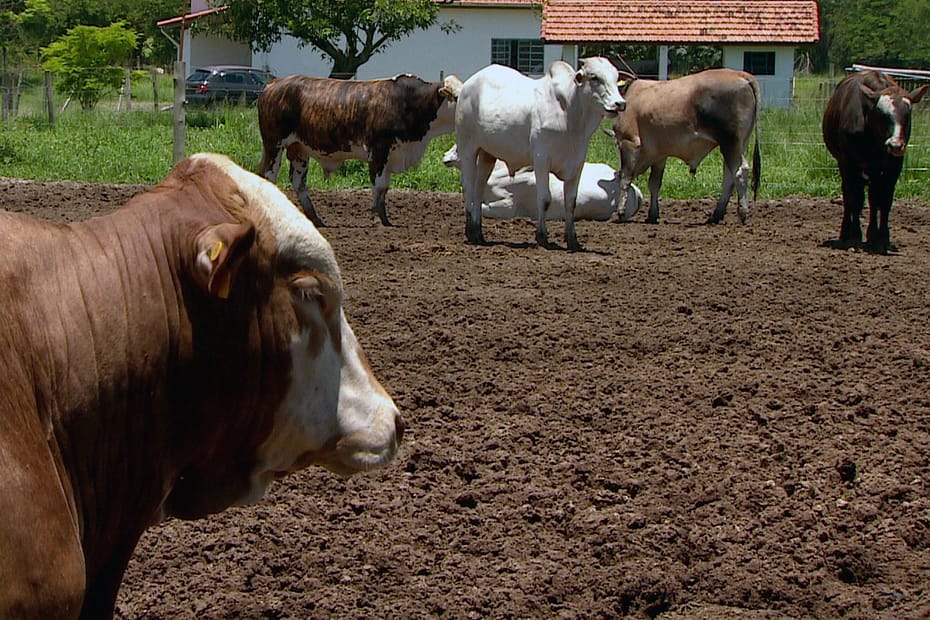 Programa orienta produtores de leite a realizar manejo sustentável