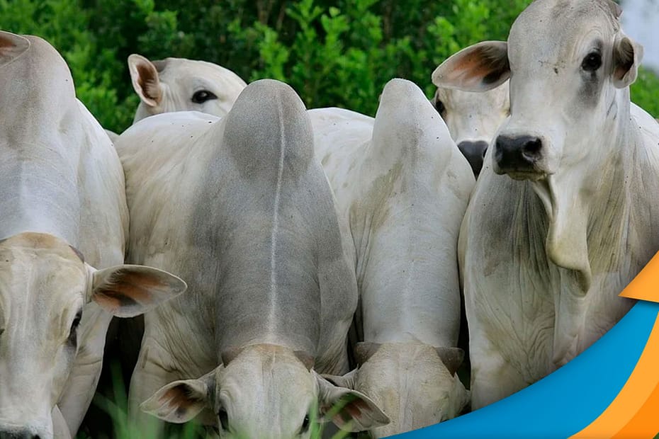 Mercado do boi gordo busca novo patamar de preços para a arroba, se adequando à nova realidade de oferta de animais nos próximos anos