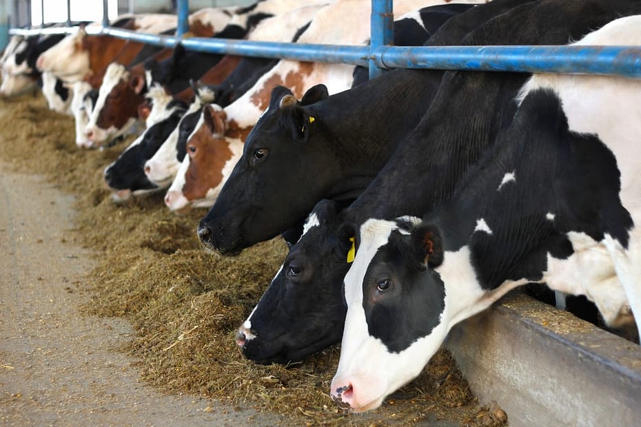 Investimento de R$ 3 milhões pretende incentivar bem-estar animal na produção de leite para multinacional em MG; entenda | Sul de Minas